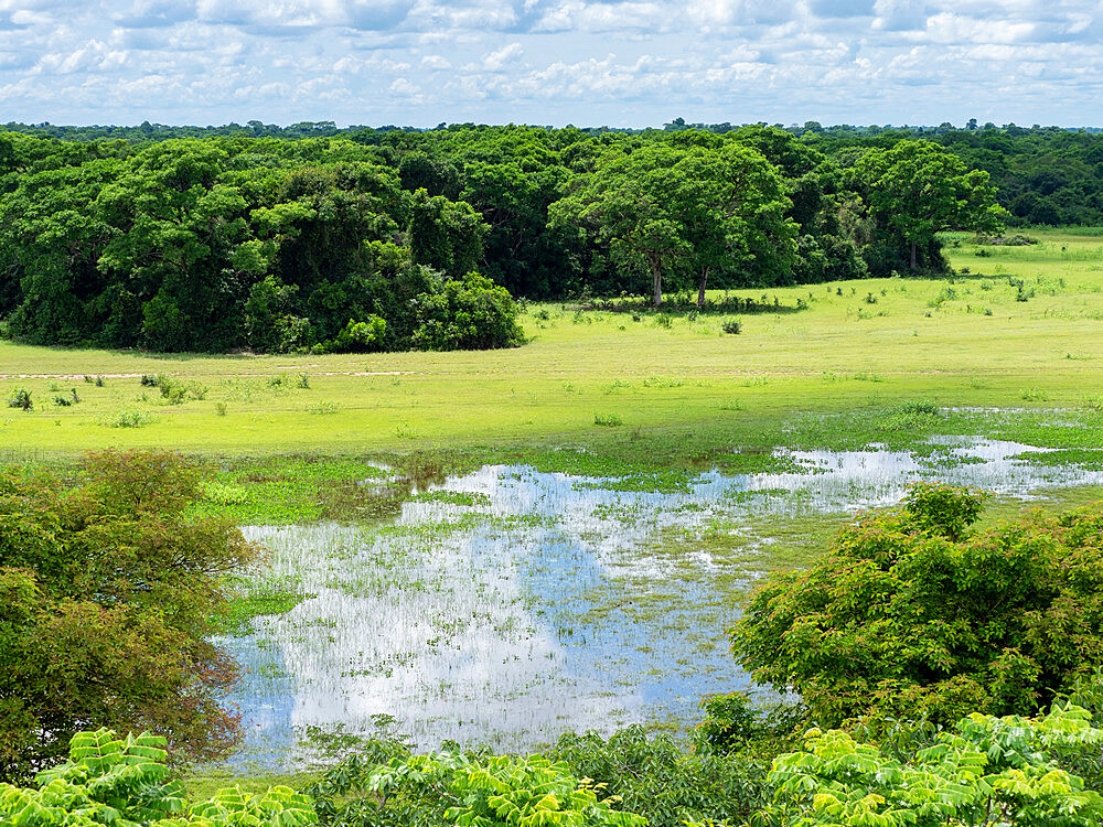 A view of the flooded land at Pousada Piuval, Mato Grosso, Pantanal, Brazil, South America