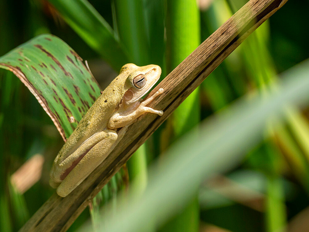 Adult frog from the order Anura, Pouso Allegre, Mato Grosso, Pantanal, Brazil, South America