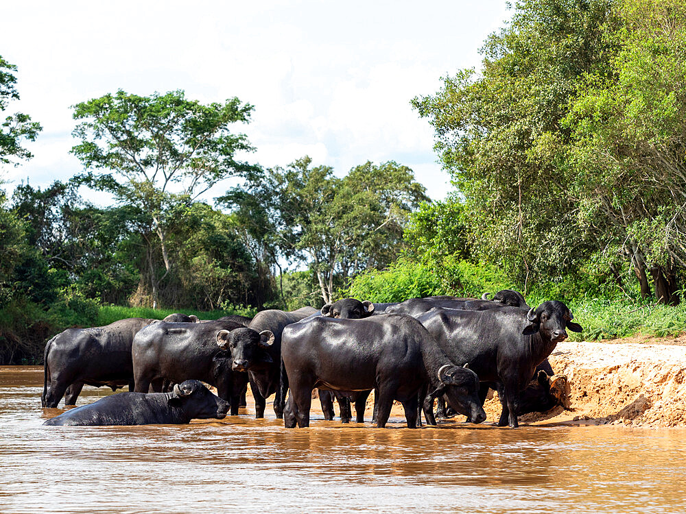 Adult domestic water buffalo (Bubalus bubalis), on the Rio Cuiaba, Mato Grosso, Pantanal, Brazil, South America