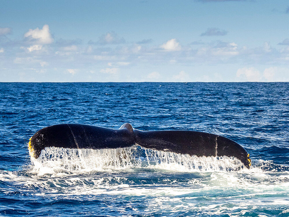 Humpback whale (Megaptera novaeangliae), flukes up dive on the Silver Banks in the Dominican Republic, Greater Antilles, Caribbean, Central America