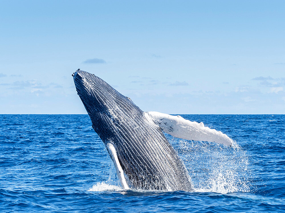 Humpback whale (Megaptera novaeangliae), newborn calf breaching on the Silver Banks, Dominican Republic, Greater Antilles, Caribbean, Central America