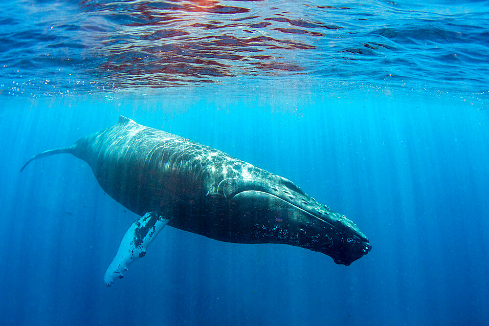 Humpback whale (Megaptera novaeangliae), adult underwater on the Silver Bank, Dominican Republic, Greater Antilles, Caribbean, Central America