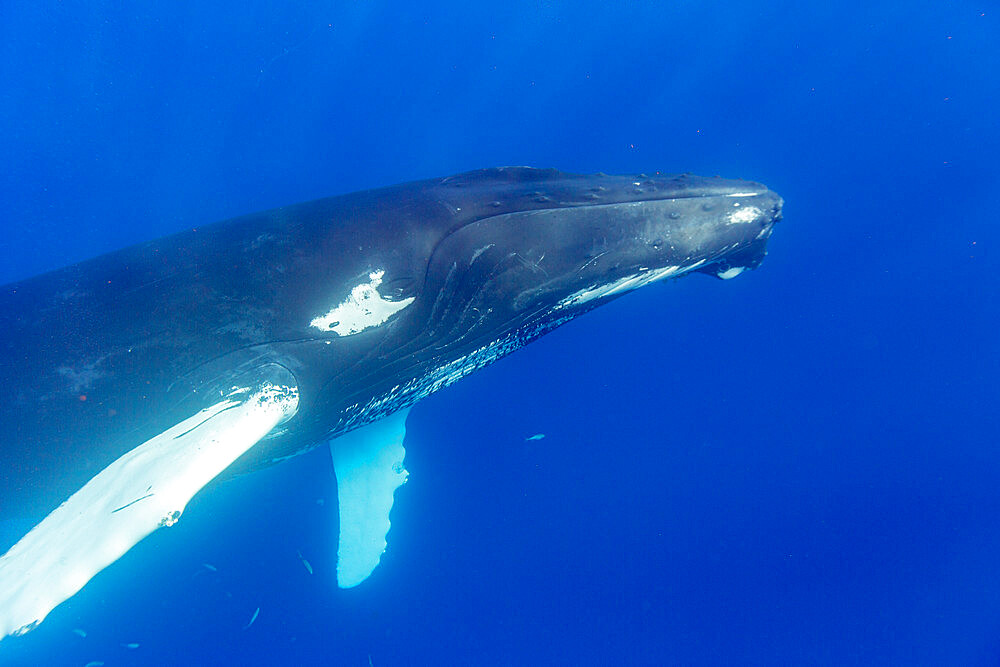 Humpback whale (Megaptera novaeangliae), adult underwater on the Silver Bank, Dominican Republic, Greater Antilles, Caribbean, Central America