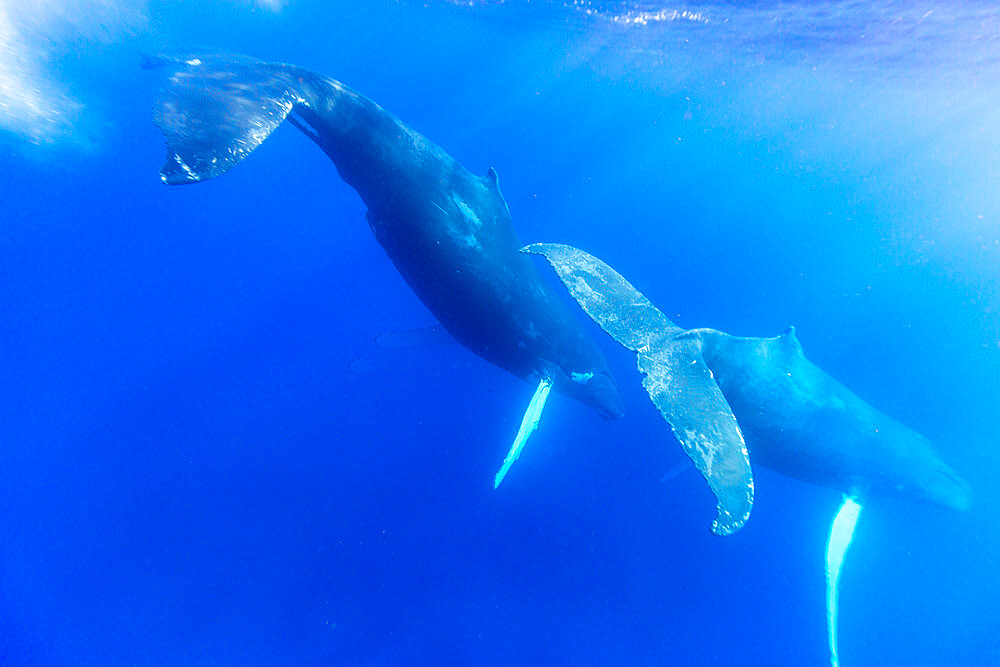 A pair of humpback whales (Megaptera novaeangliae), underwater on the Silver Bank, Dominican Republic, Greater Antilles, Caribbean, Central America