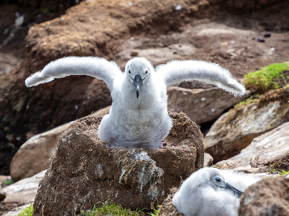 Black-browed albatross (Thalassarche melanophris), chicks at breeding colony on Saunders Island, Falklands, South America