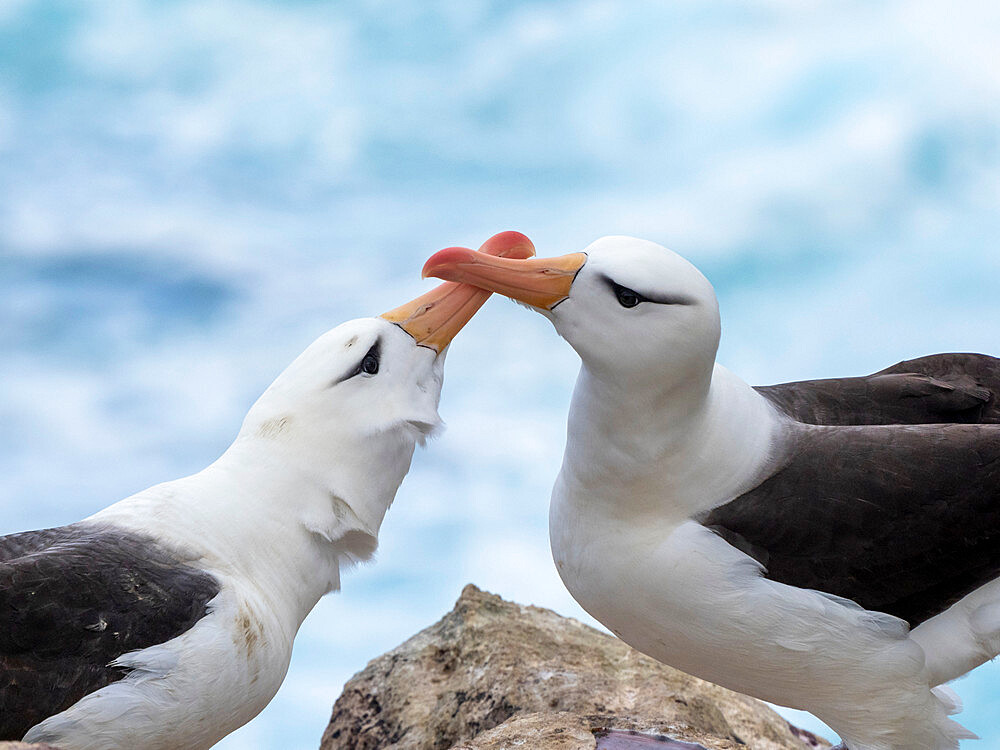 Adult black-browed albatrosses (Thalassarche melanophris), at breeding colony on New Island, Falklands, South America