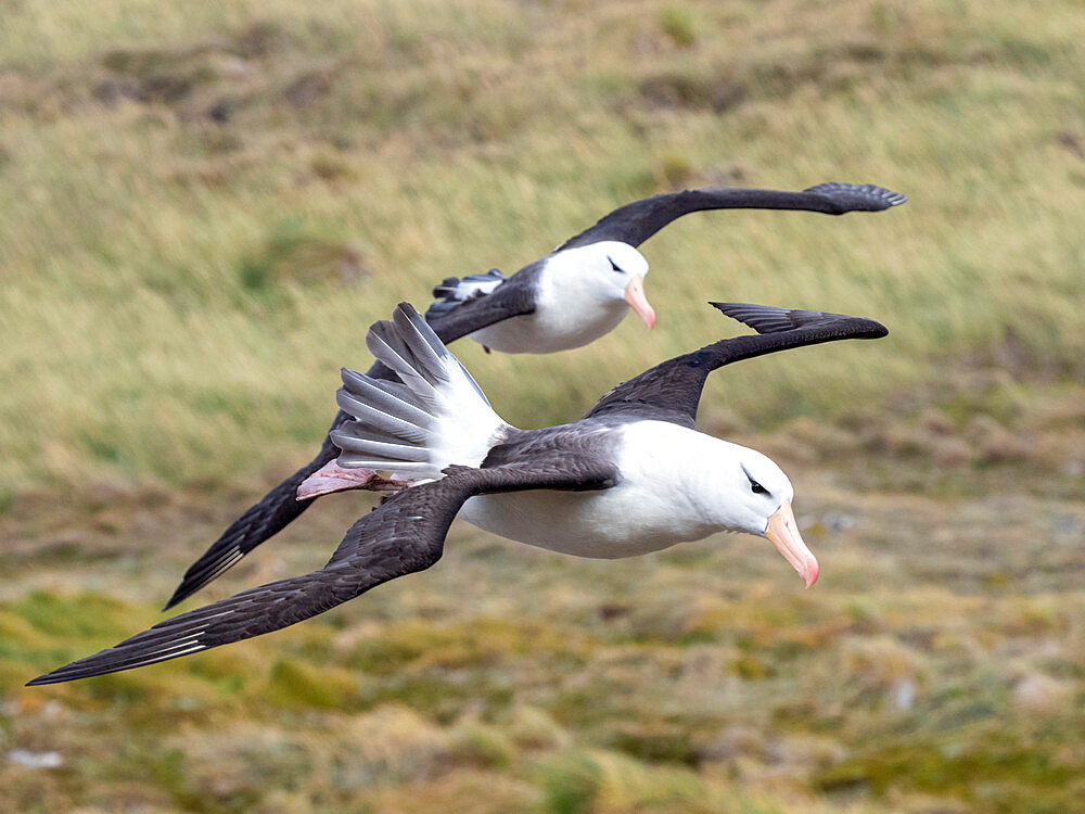 Adult black-browed albatrosses (Thalassarche melanophris), in flight at breeding colony on West Point Island, Falklands, South America