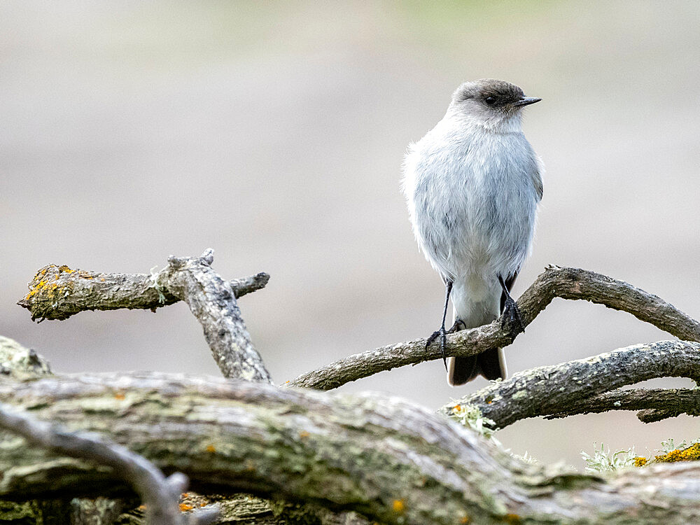 Adult dark-faced ground tyrant (Muscisaxicola maclovianus), on New Island, Falklands, South America