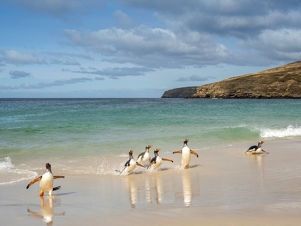 Gentoo penguin (Pygoscelis papua), adults coming back from feeding at sea on the beach at New Island, Falklands, South America