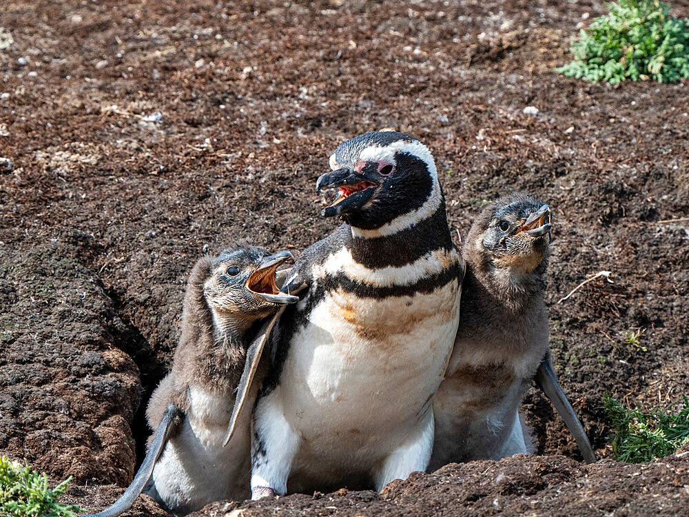 Adult Magellanic penguin (Spheniscus magellanicus), being accosted by hungry chicks on New Island, Falklands, South America