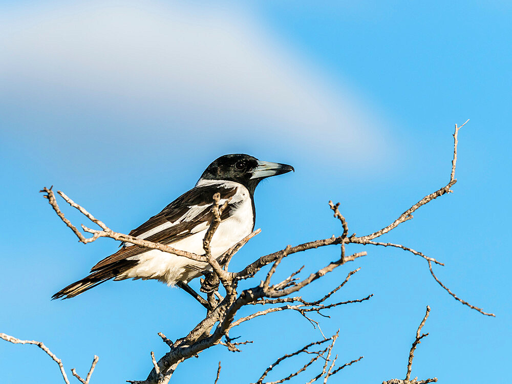 Adult pied butcher bird (Cracticus nigrogularis), perched in a bush at Cape Range National Park, Western Australia, Australia, Pacific