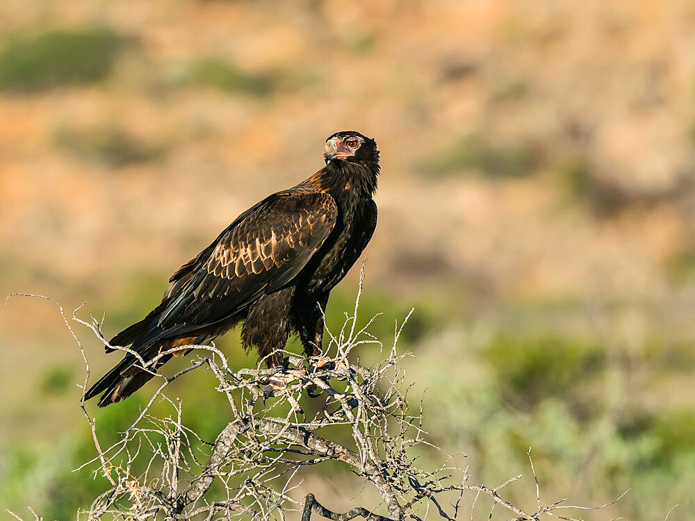 Adult wedge-tailed eagle (Aquila audax), on perch in Cape Range National Park, Western Australia, Australia, Pacific