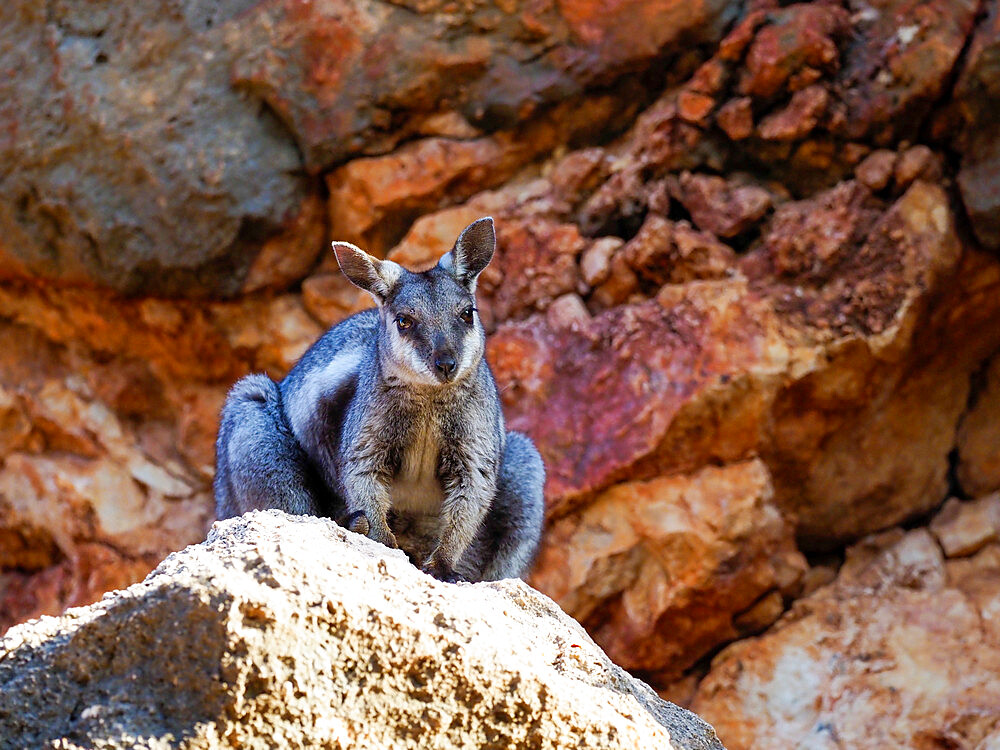 Adult black-footed rock wallaby (Petogale lateralis), in Cape Range National Park, Western Australia, Australia, Pacific