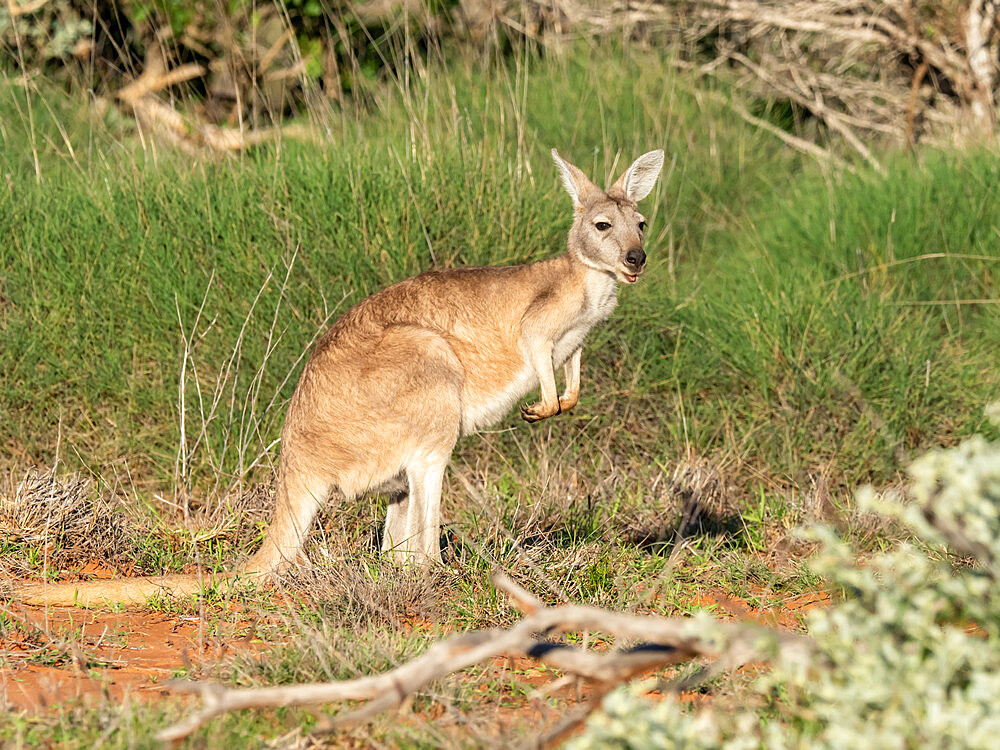 Adult red kangaroo (Macropus rufus), in Cape Range National Park, Western Australia, Australia, Pacific