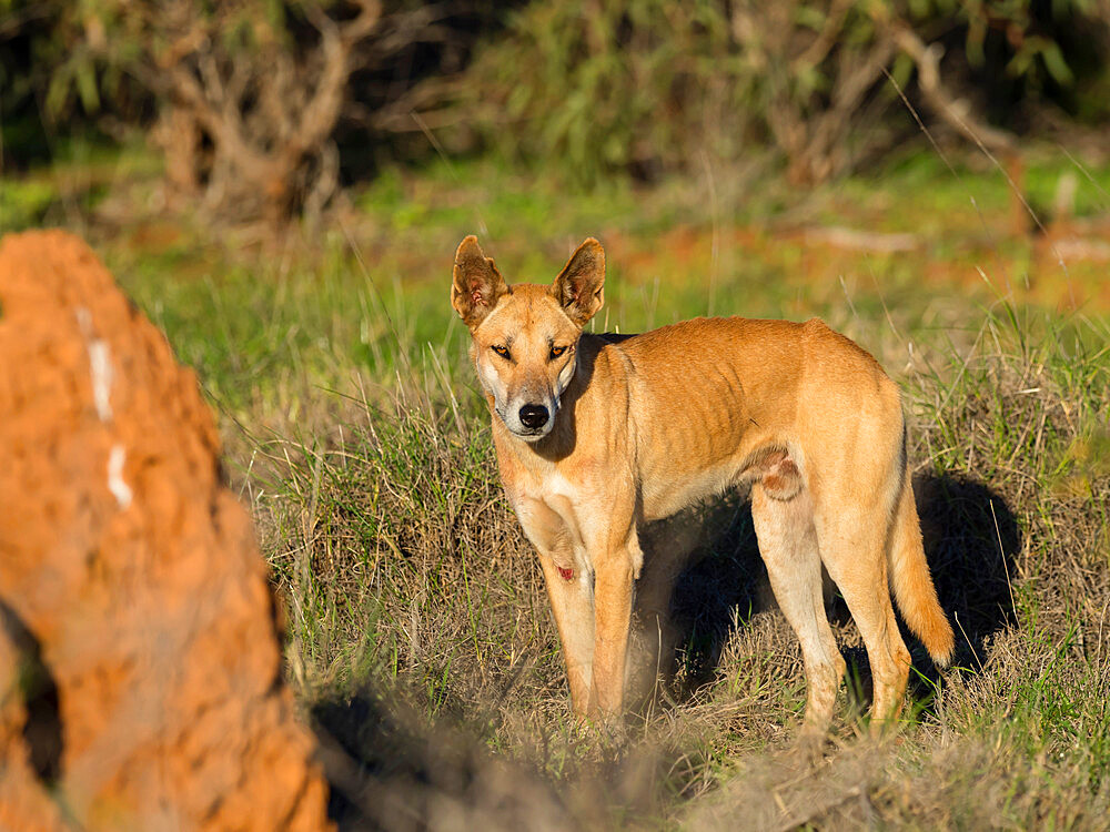 Adult male dingo (Canis lupus dingo), in the bush in Cape Range National Park, Western Australia, Australia, Pacific