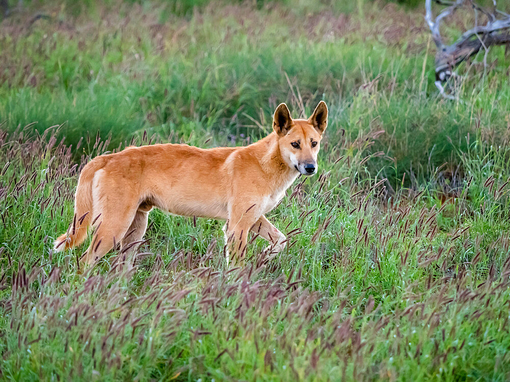 Adult male dingo (Canis lupus dingo), in the bush in Cape Range National Park, Western Australia, Australia, Pacific