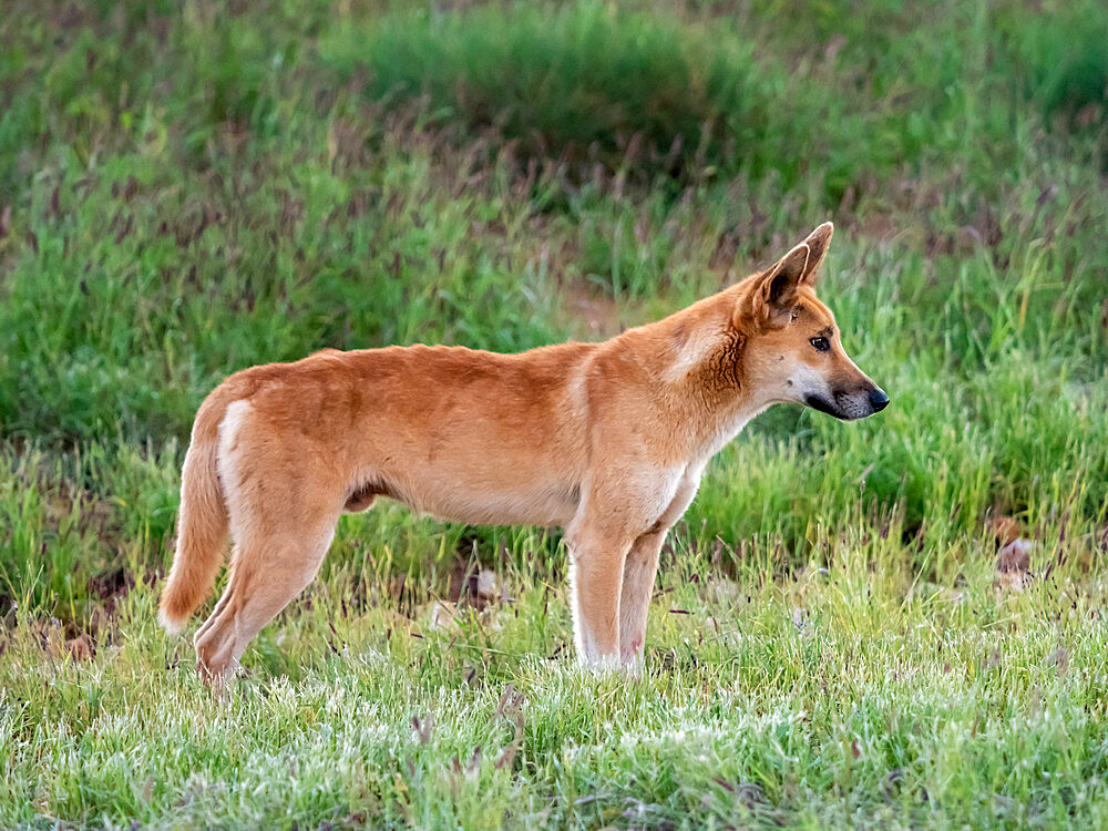 Adult male dingo (Canis lupus dingo), in the bush in Cape Range National Park, Western Australia, Australia, Pacific