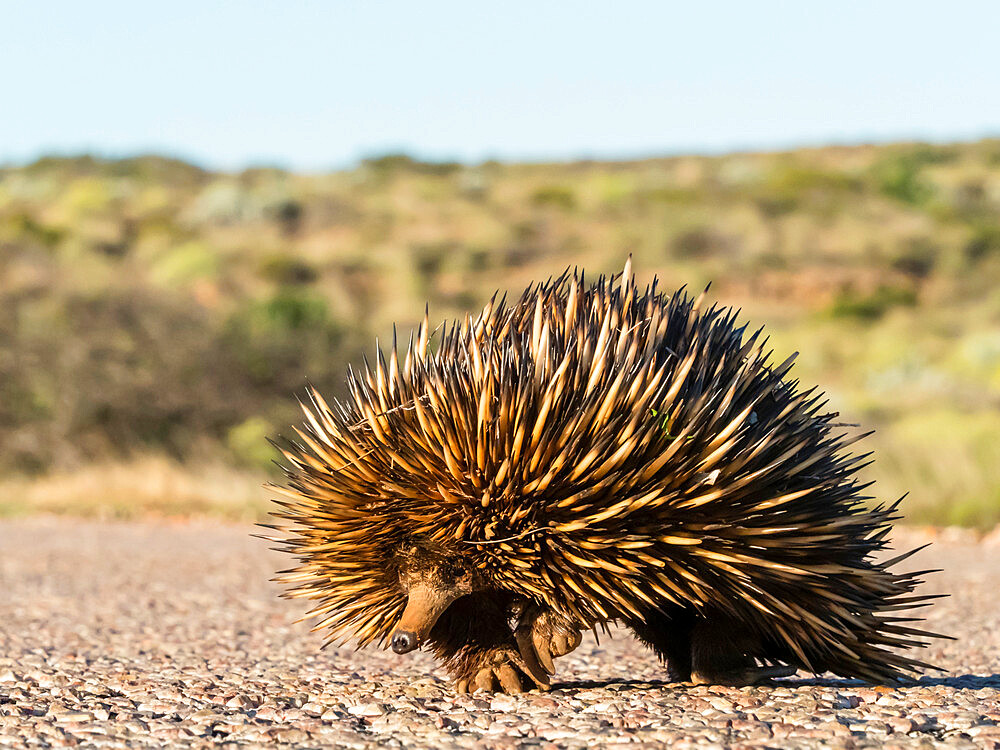 Short-beaked echidna (Tachyglossus aculeatus), crossing the road, Cape Range National Park, Western Australia, Australia, Pacific