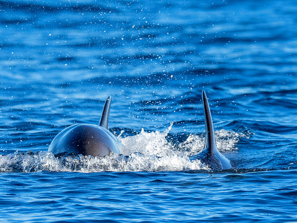 Adult false killer whales (Pseudorca crassidens), surfacing on Ningaloo Reef, Western Australia, Australia, Pacific