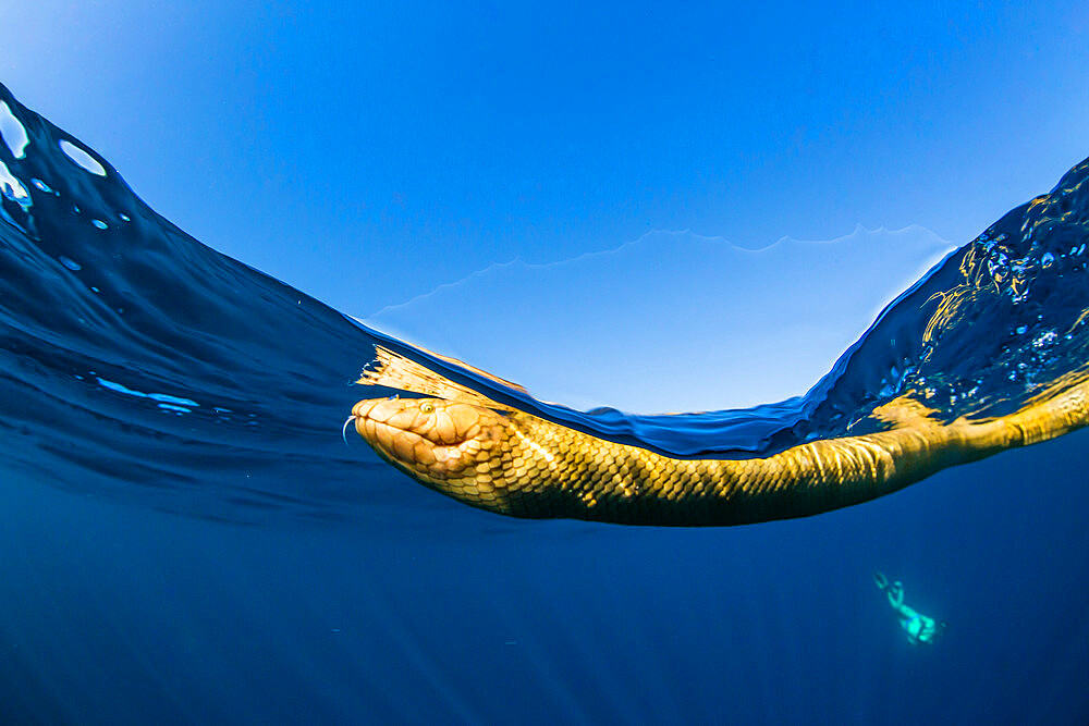 Adult olive-headed sea snake (Hydrophis major), swimming on Ningaloo Reef, Western Australia, Australia, Pacific