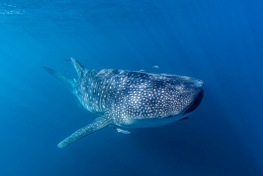 Adult whale shark (Rhincodon typus), underwater on Ningaloo Reef, Western Australia, Australia, Pacific