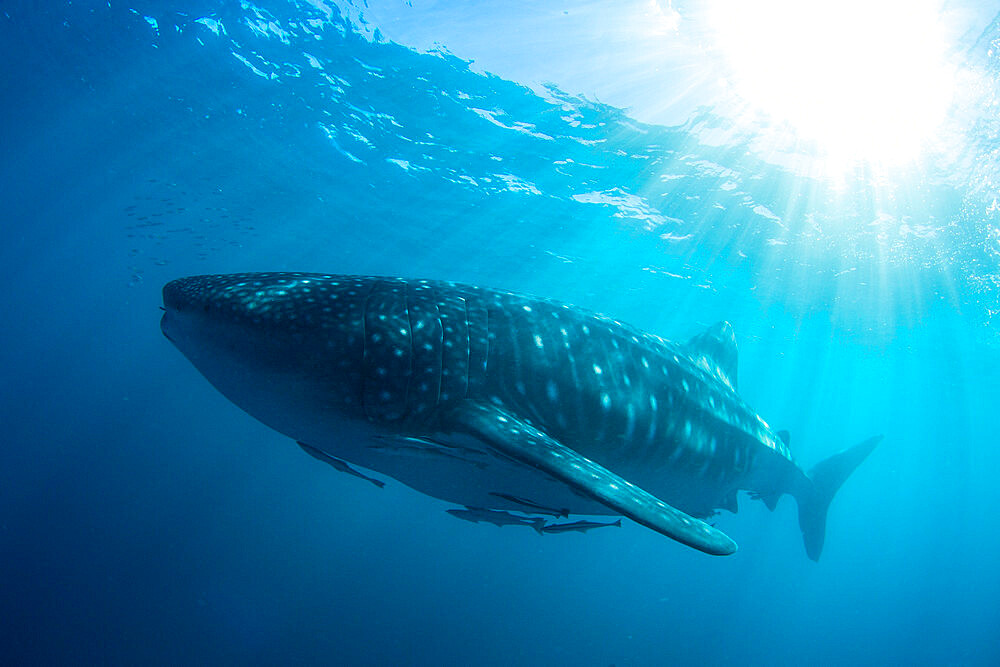 Adult whale shark (Rhincodon typus), underwater on Ningaloo Reef, Western Australia, Australia, Pacific