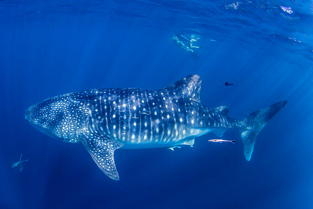 Whale shark (Rhincodon typus), underwater with snorkelers on Ningaloo Reef, Western Australia, Australia, Pacific