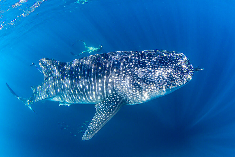 Whale shark (Rhincodon typus), underwater with snorkeler on Ningaloo Reef, Western Australia, Australia, Pacific