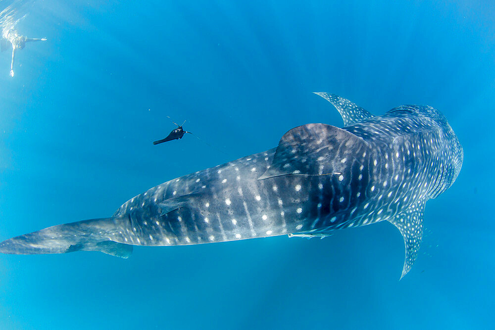 Whale shark (Rhincodon typus), underwater with snorkeler on Ningaloo Reef, Western Australia, Australia, Pacific