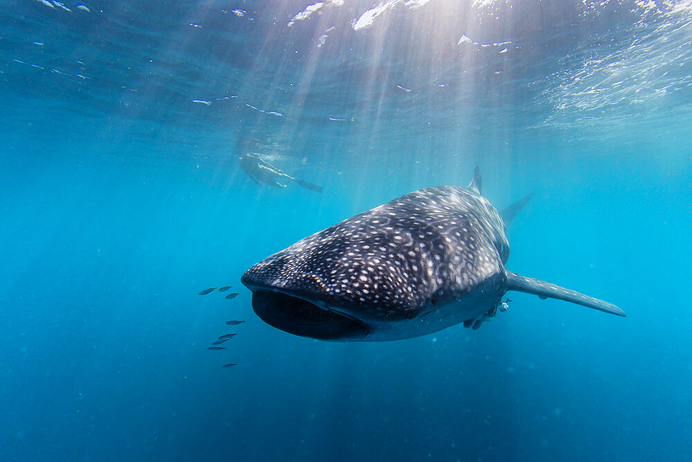 Whale shark (Rhincodon typus), underwater with snorkeler on Ningaloo Reef, Western Australia, Australia, Pacific