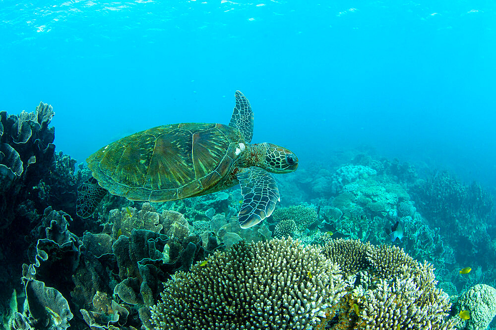 Adult green sea turtle (Chelonia mydas), underwater in Coral Bay, Western Australia, Australia, Pacific