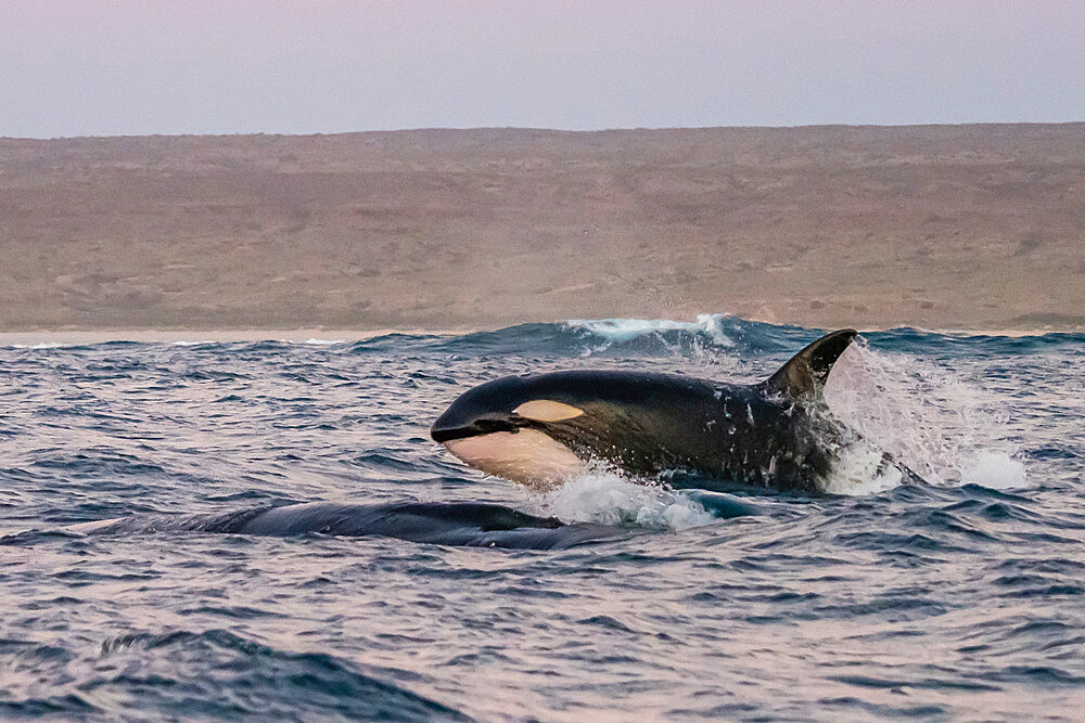 A pod of killer whales (Orcinus orca), attacking a humpback whale on Ningaloo Reef, Western Australia, Australia, Pacific