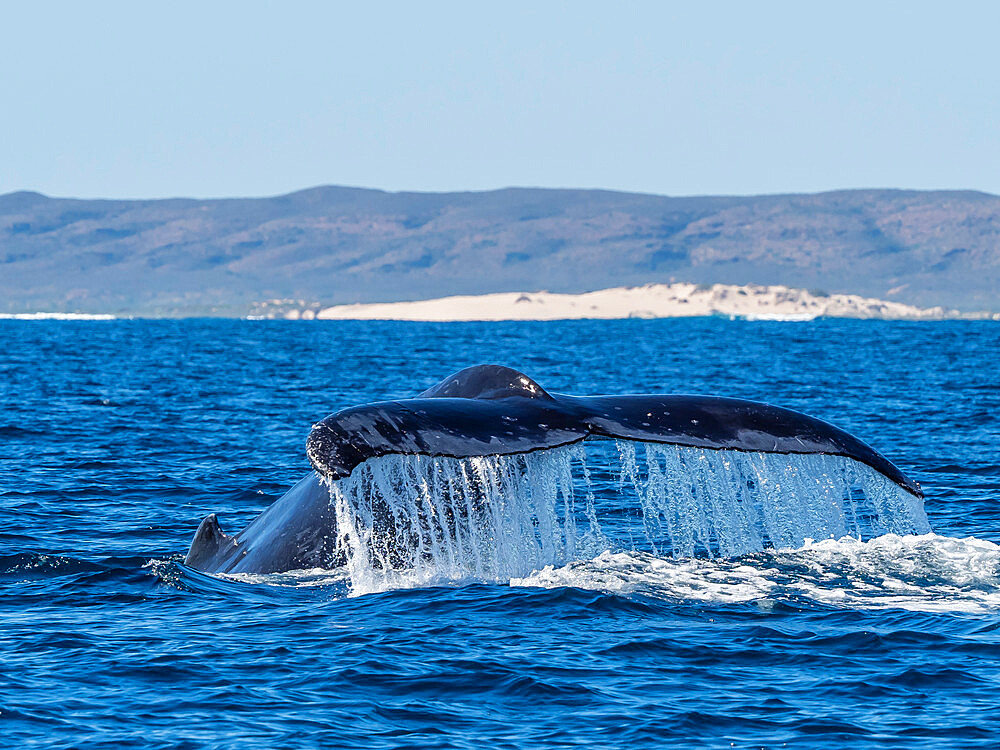 Adult humpback whale (Megaptera novaeangliae), flukes up dive on Ningaloo Reef, Western Australia, Australia, Pacific