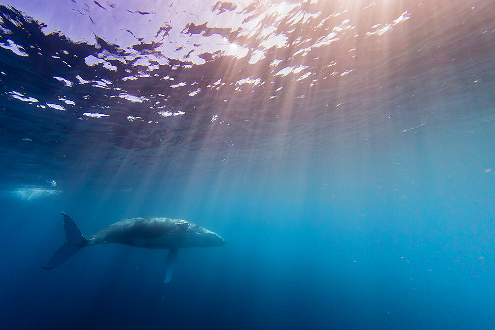 Humpback whale (Megaptera novaeangliae), swimming underwater on Ningaloo Reef, Western Australia, Australia, Pacific