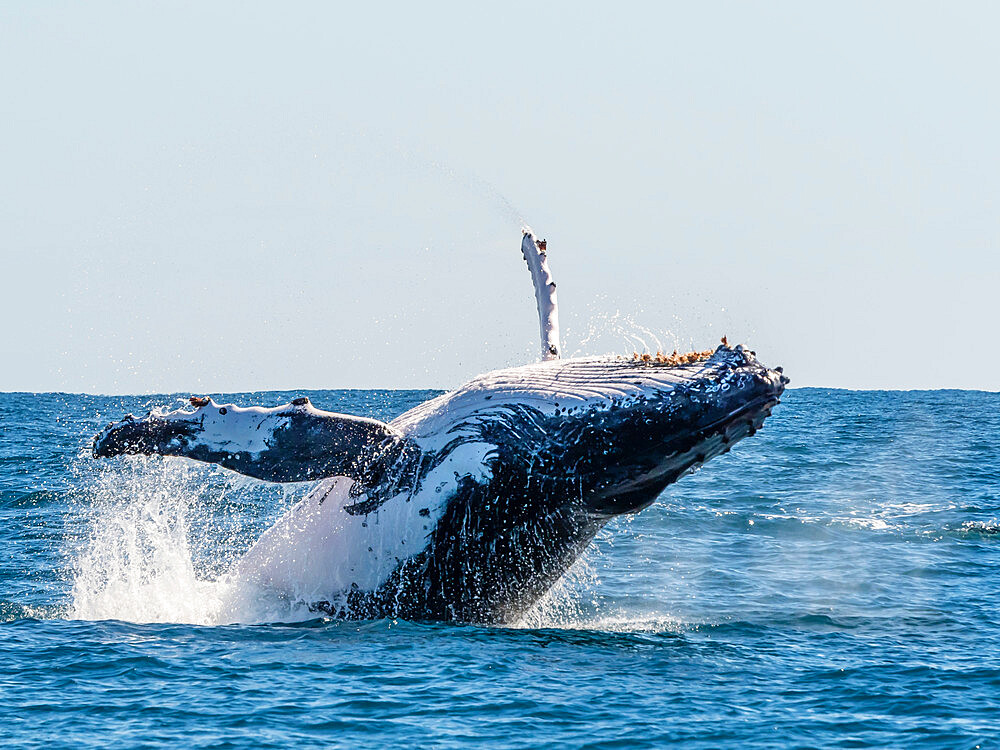 Humpback whale (Megaptera novaeangliae), adult breaching on Ningaloo Reef, Western Australia, Australia, Pacific