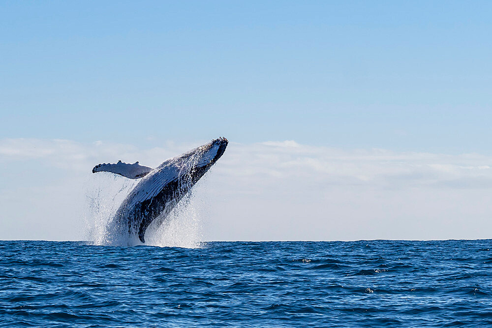 Humpback whale (Megaptera novaeangliae), adult breaching on Ningaloo Reef, Western Australia, Australia, Pacific