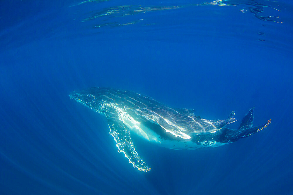 Humpback whale (Megaptera novaeangliae), mother and calf underwater, Ningaloo Reef, Western Australia, Australia, Pacific