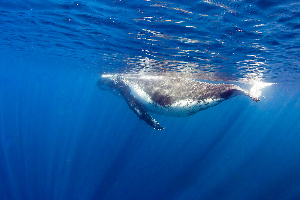 Humpback whale (Megaptera novaeangliae), adult underwater on Ningaloo Reef, Western Australia, Australia, Pacific