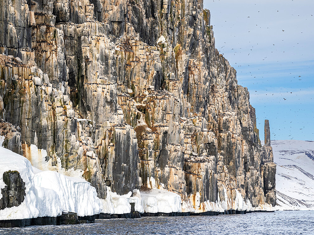 The famous bird cliffs at Alkefjellet, literally meaning Mountain of the Guillemots, Svalbard, Norway, Europe