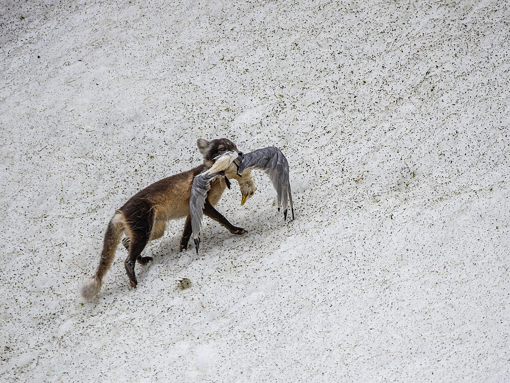 An adult Arctic fox (Vulpes lagopus) with a black-legged kittiwake along the cliffs at Alkefjellet, Svalbard, Norway, Europe