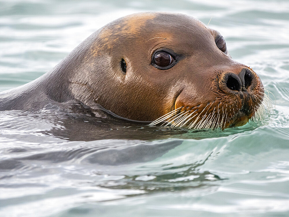 An adult bearded seal (Erignathus barbatus) swimming the edge of the ice in St. Jonsfjorden, Svalbard, Norway, Europe