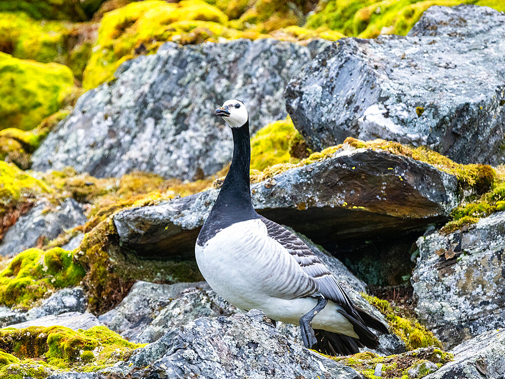 An adult barnacle goose (Branta leucopsis) on a hillside in Signehamna, Spitsbergen, Svalbard, Norway, Europe