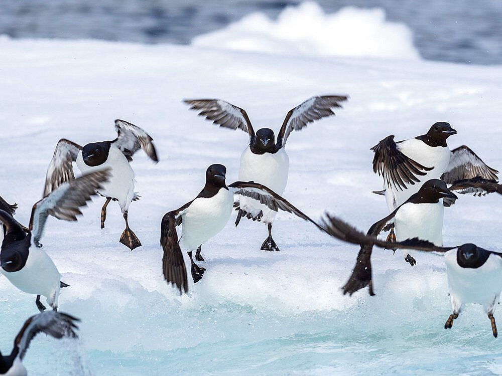 Adult Brunnich's guillemots (Uria lomvia) gathering on ice at Alkefjellet, Spitsbergen, Svalbard, Norway, Europe