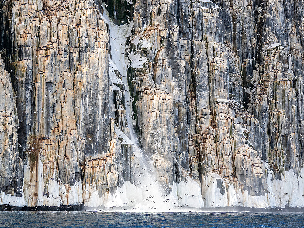 Adult Brunnich's guillemots (Uria lomvia) taking flight after a snow avalanche at Alkefjellet, Spitsbergen, Svalbard, Norway, Europe