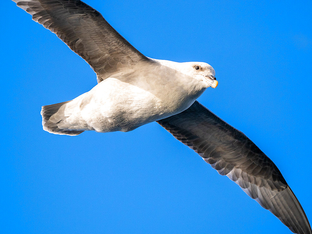 Adult northern fulmar (Fulmarus glacialis) flying overhead in Storfjord, Svalbard, Norway, Europe