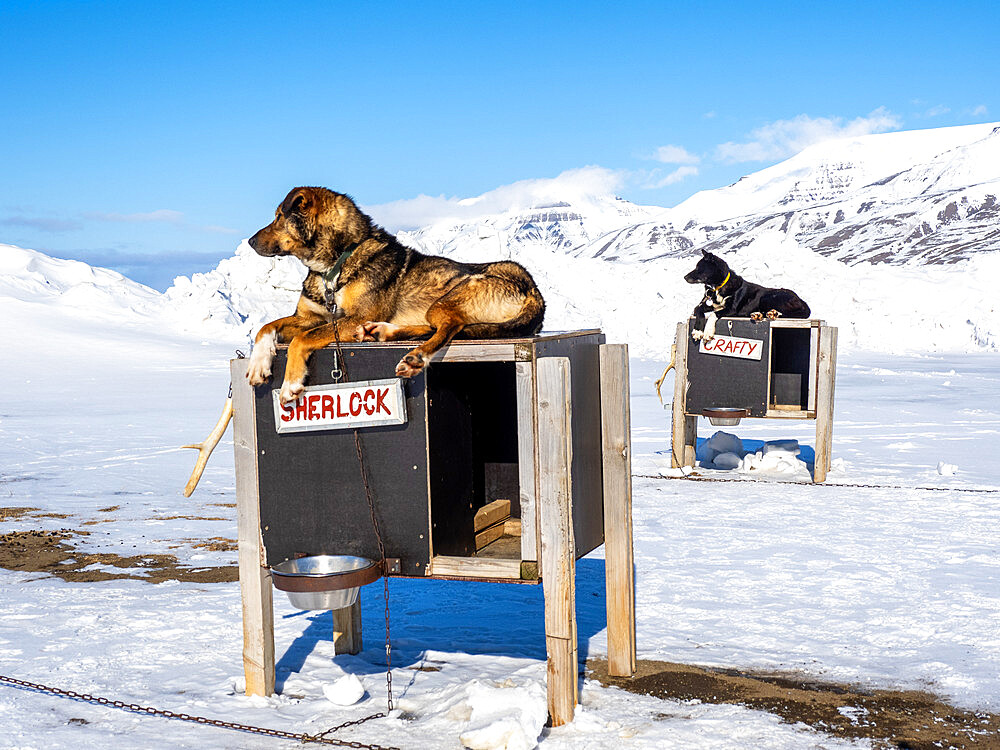 Camp Barentz, a dog sled training area just outside of Longyearbyen, Svalbard, Norway, Norway, Europe