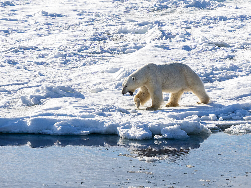 An adult male polar bear (Ursus maritimus) walking on the fast ice edge in Storfjorden, Svalbard, Norway, Europe