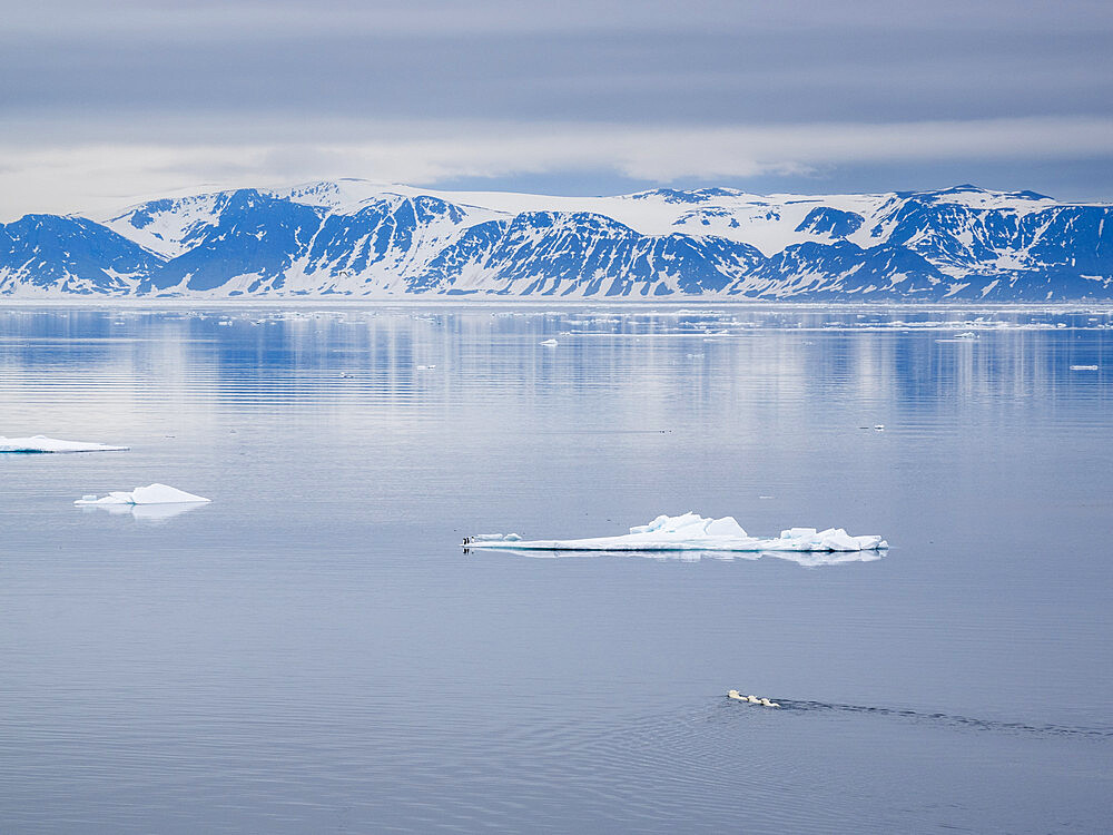 A mother polar bear (Ursus maritimus) swimming with her one year old cubs behind her in Reinsdyrflya, Svalbard, Norway, Europe