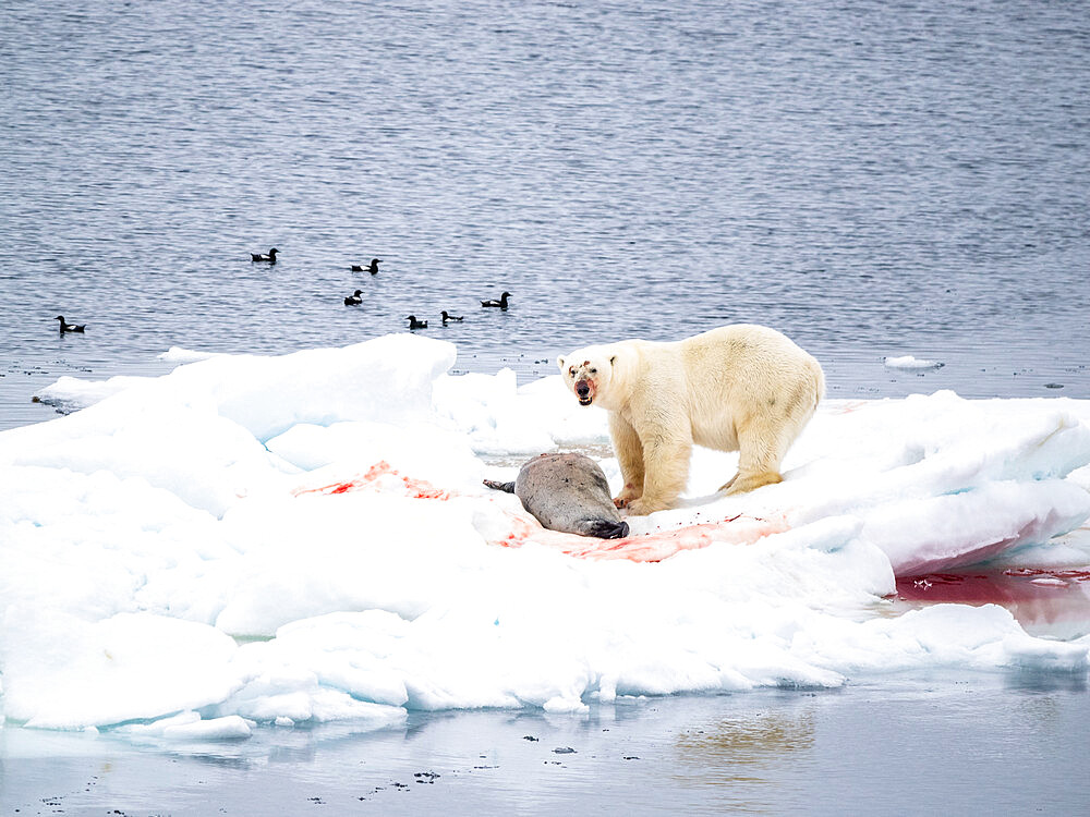 An adult male polar bear (Ursus maritimus) with a bearded seal kill on an ice floe in Storoya, Svalbard, Norway, Europe