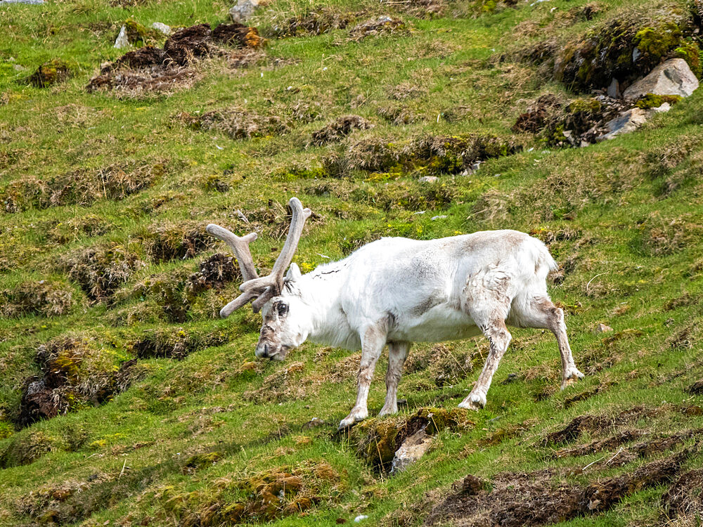 Svalbard reindeer (Rangifer tarandus platyrhynchus) grazing on the hills near Lilliehookbreen, Svalbard, Norway, Europe